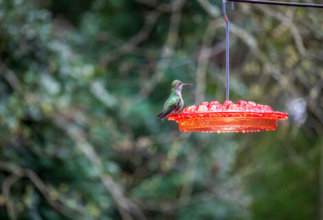 More Hummingbirds
