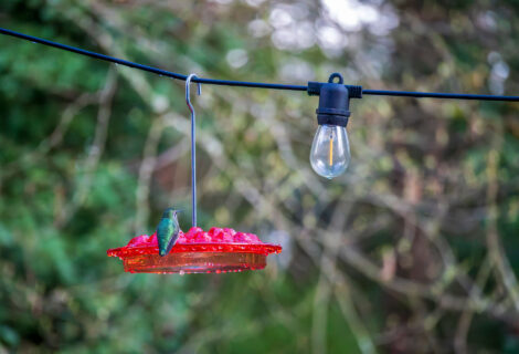 Yet more hummingbird pictures
