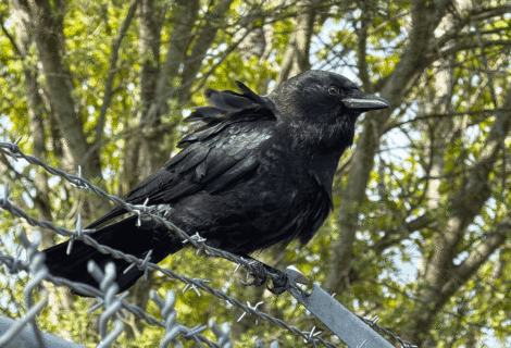 An Animated Friendly Crow