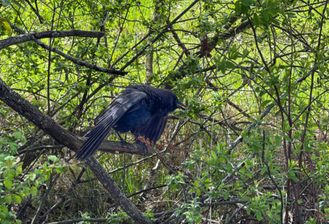 A Friendly Crow 3