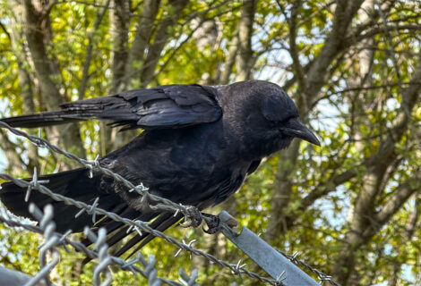 A Friendly Crow 4