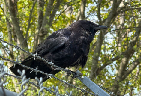 A Friendly Crow 5