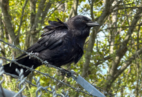 A Friendly Crow 6