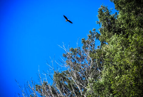 The Eagle is Coming!!!