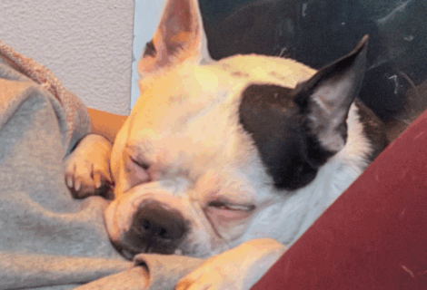 Final dog picture, now a GIF!