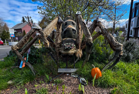 Georgetown Spider