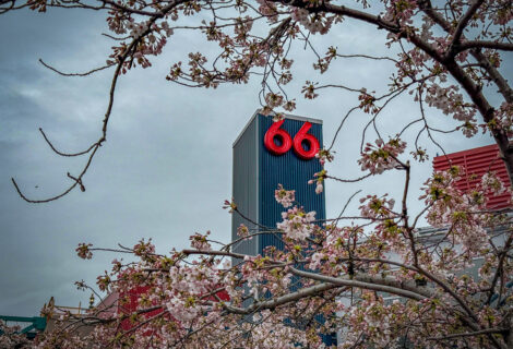 Pier 66 Blossoms